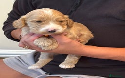 Cockapoo dogs for sale: Beautiful Golden Cockerpoo Puppies 2 Girl & 4 Boy - Image 17