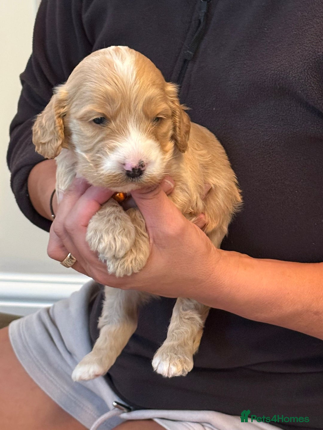 Cockapoo dogs for sale: Beautiful Golden Cockerpoo Puppies 2 Girl & 4 Boy - Image 17