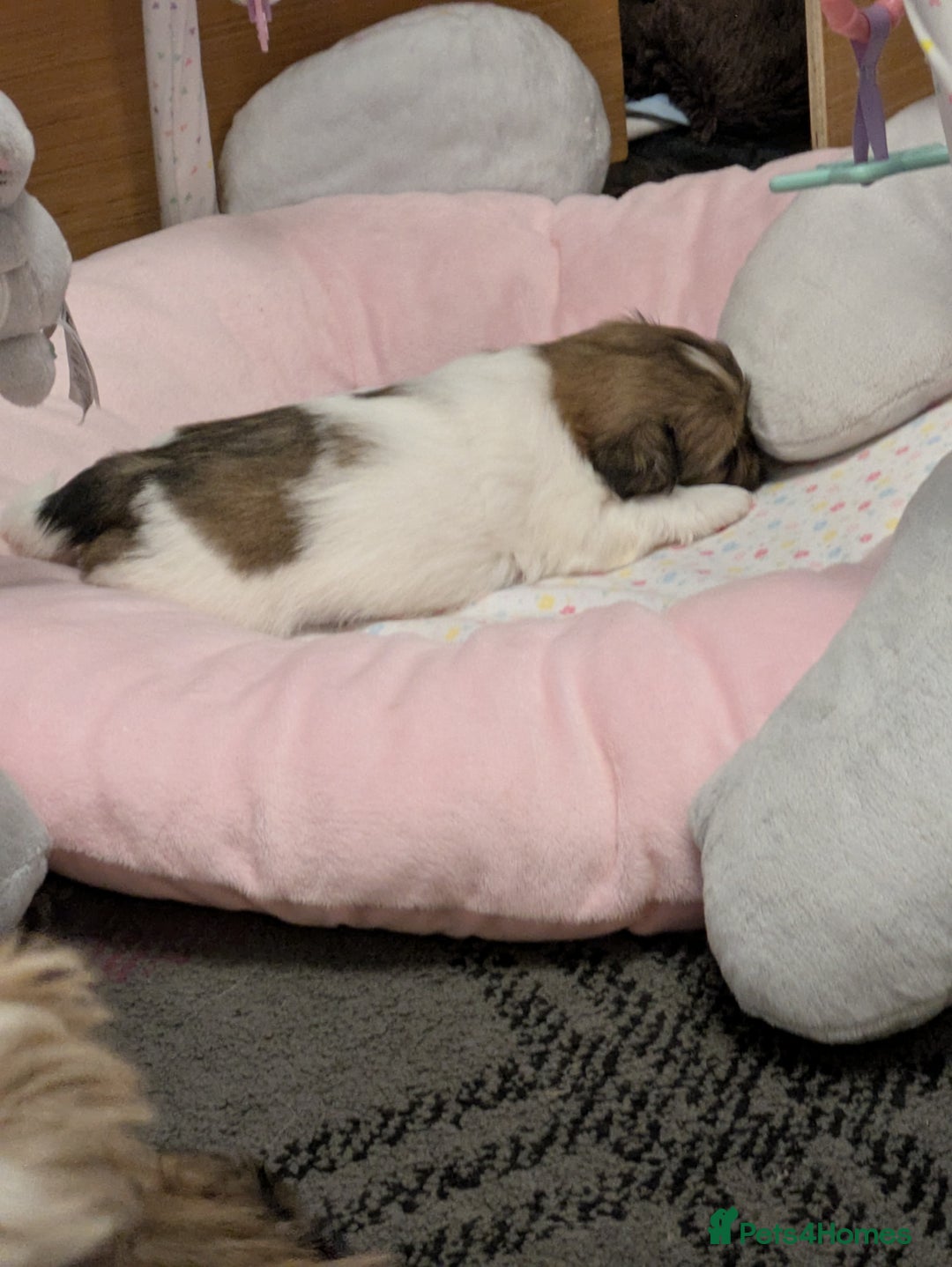 Shih Tzu dogs for sale: Stunning Shih Tzu boy - Image 12