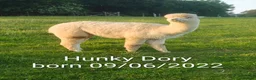 Alpaca livestock for sale: BAS registered breeding female Alpacas  - Advert 12