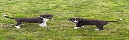 Mixed Breed dogs for sale: Sprollie pups for sale - Advert 15
