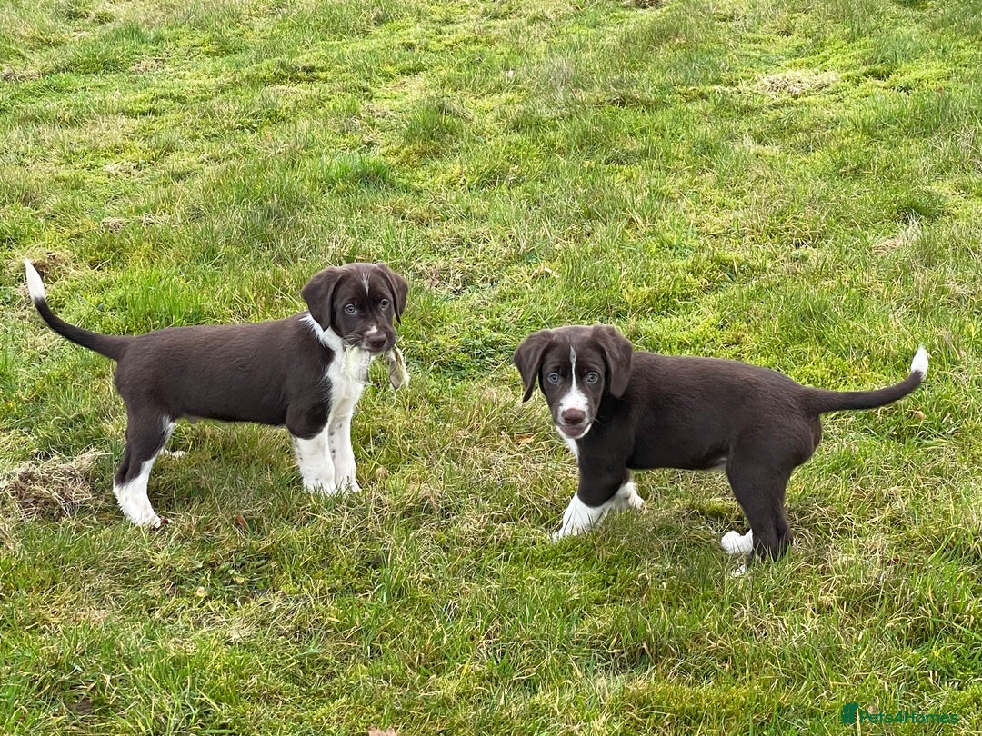 Mixed Breed dogs for sale: Sprollie pups for sale - Advert 15