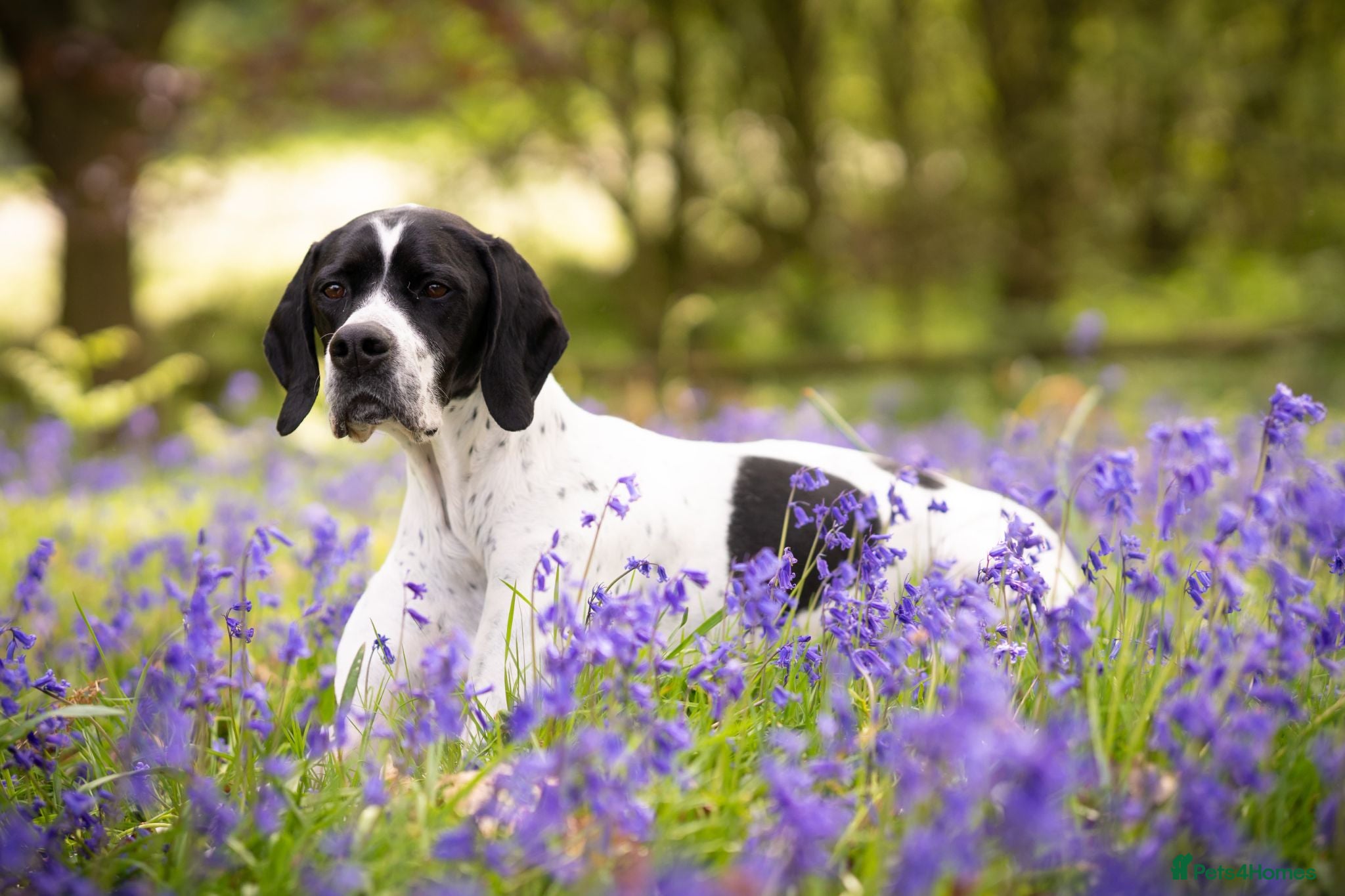 Pointer dogs 🩵🩵 English Pointer 🩵🩵 - Advert 2