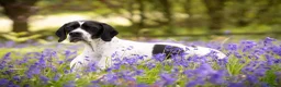 Pointer dogs for sale: 🩵🩵 English Pointer 🩵🩵 - Advert 1