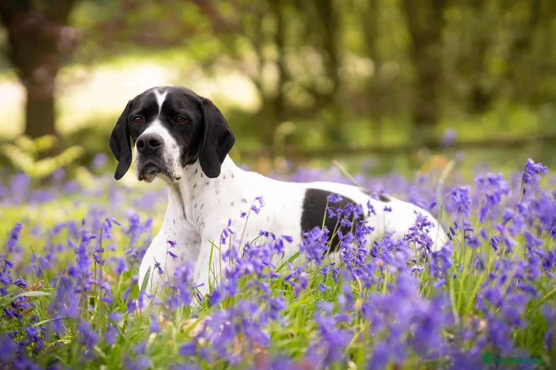 Pointer dogs for sale: 🩵🩵 English Pointer 🩵🩵 - Advert 1