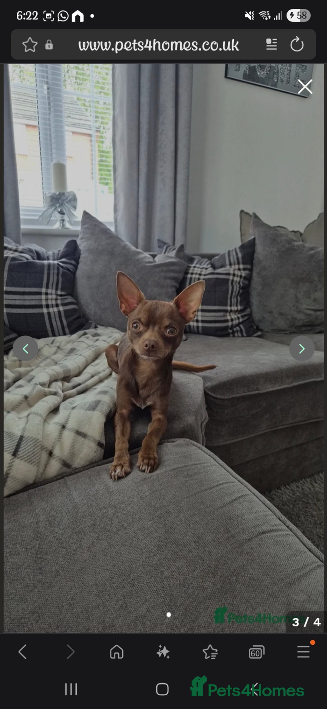 Chihuahua dogs for sale: Chihuahua boys - Image 5