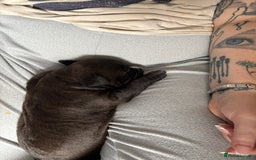 Staffordshire Bull Terrier dogs for sale: Staffordshire terrier  - Image 5