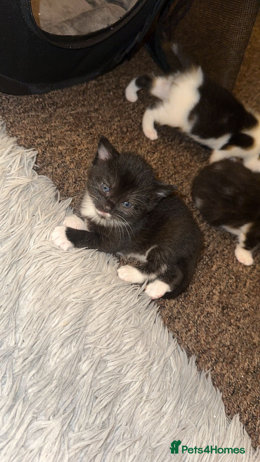 Mixed Breed cats for sale: Loveable Kittens - Advert 9