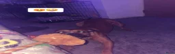 Mixed Breed dogs for sale: Rottweiler X Staffy for sale  in Shipley - Advert 4