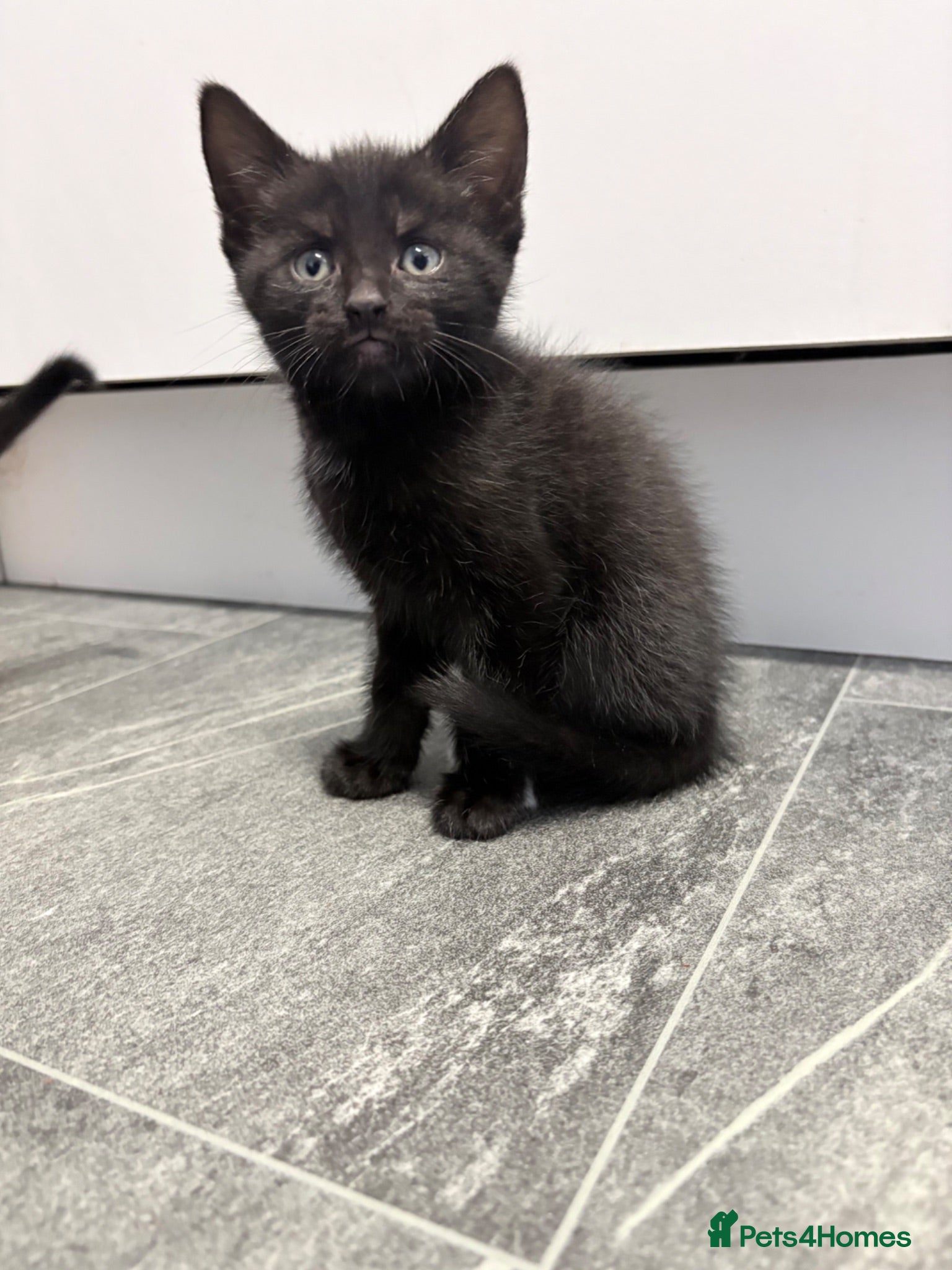 Mixed Breed cats Beautiful Mixed Breed Kittens.  - Advert 6