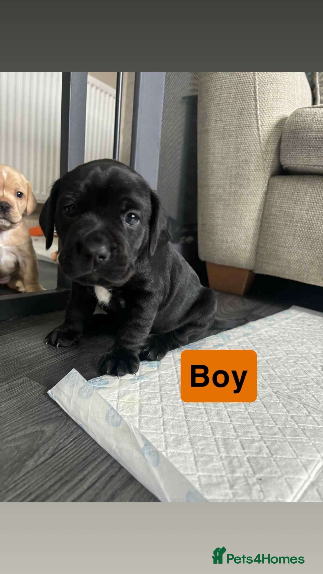 Mixed Breed dogs Frocker puppies - Advert 13