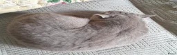 British Shorthair cats for sale: Beautiful Lilac Female British Shorthair 💜🐾 - Advert 5