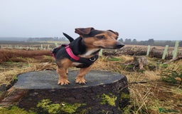 Jug dogs for sale: Beautiful jug puppies for sale  - Image 7
