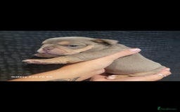 Olde English Bulldogge dogs for sale: Old English Bulldog Puppies - Image 6