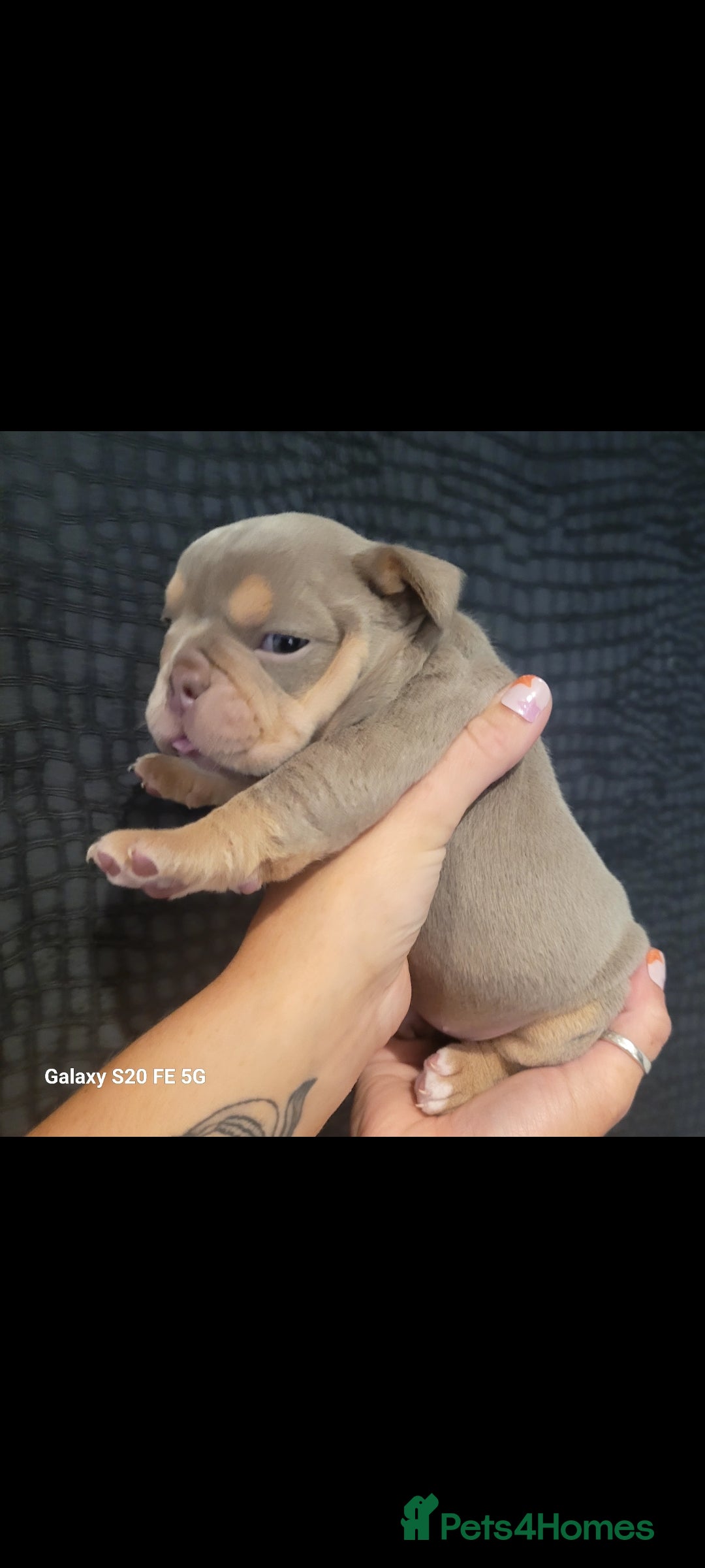 Olde English Bulldogge dogs for sale: Old English Bulldog Puppies - Image 6