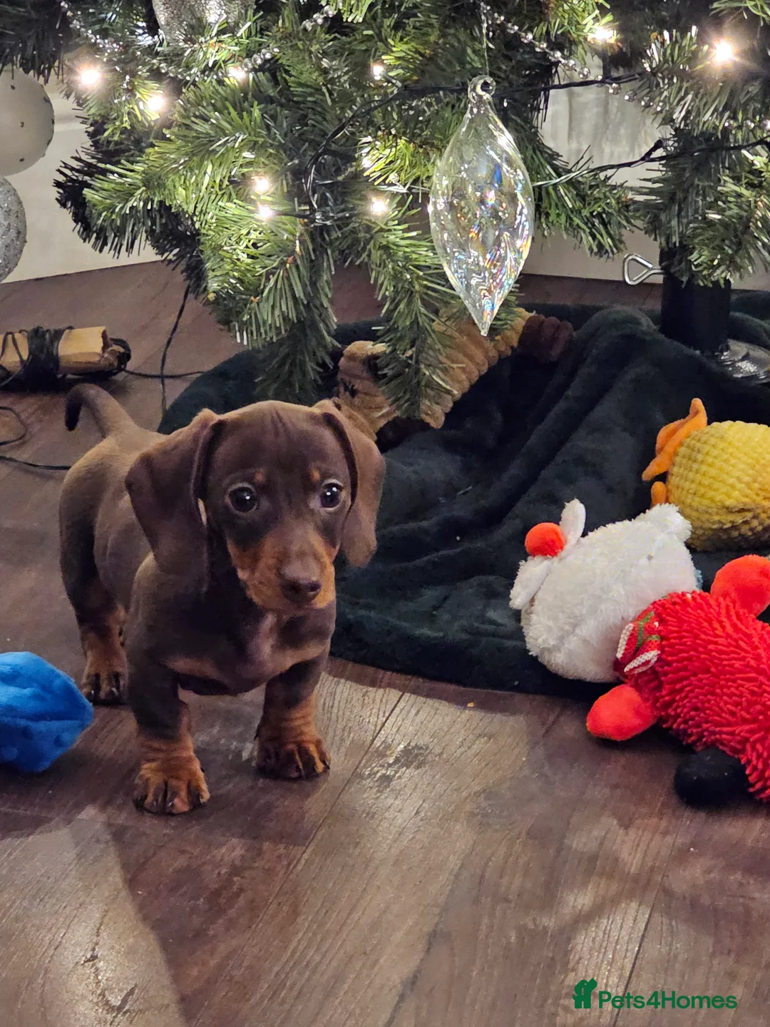 Dachshund dogs for sale: Miniature dachsund - Reggie - Advert 6
