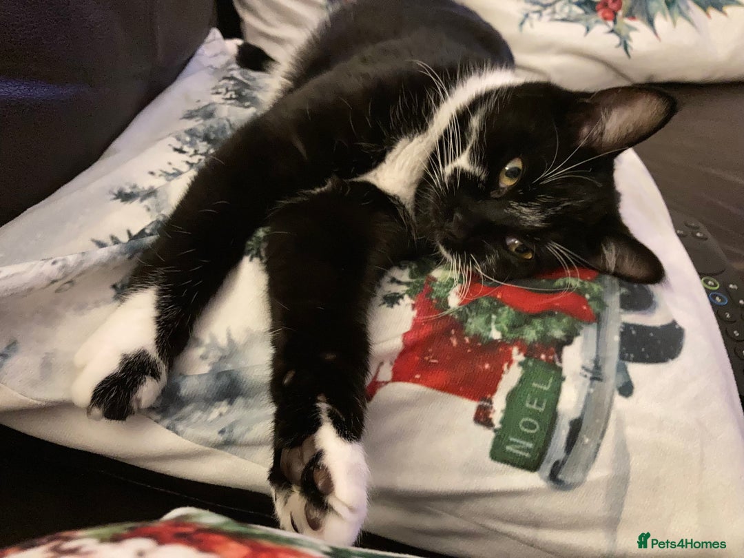 Domestic Shorthair cats for sale: Playful Male Black & White - Advert 4