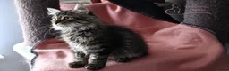 Siberian cats for sale: Siberian Kitens from Tunguska House Cattery - Advert 33