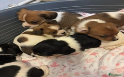 Mixed Breed dogs for sale: Lovely caver jack puppies for sale  - Advert 8