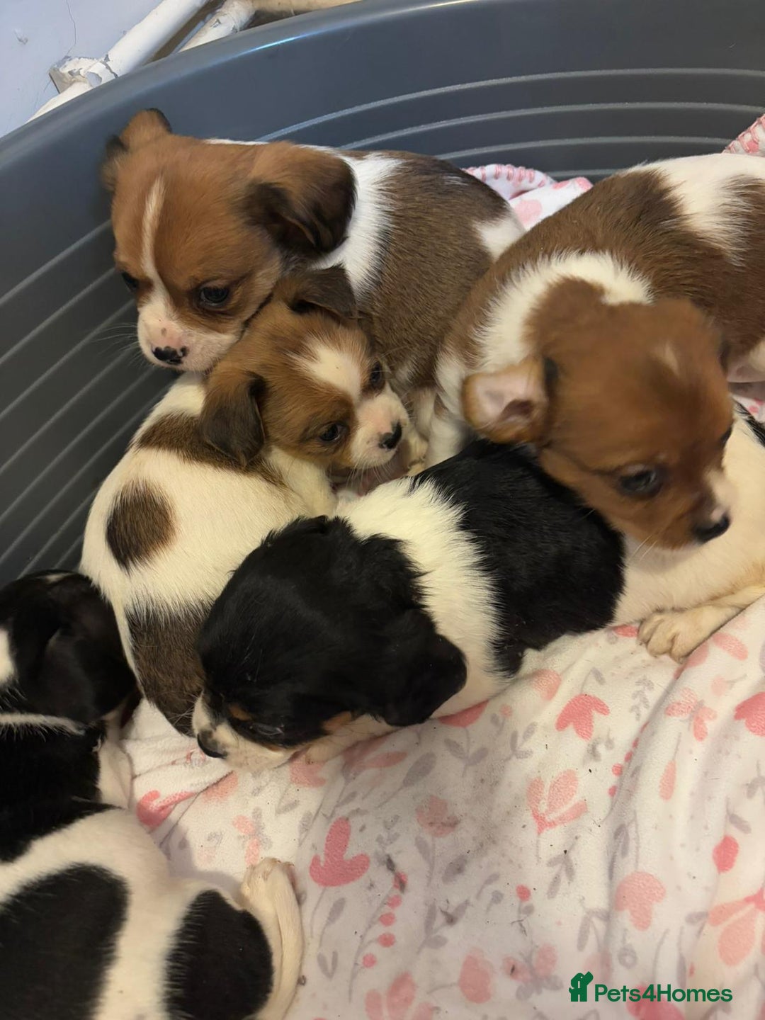 Mixed Breed dogs for sale: Lovely caver jack puppies for sale  - Advert 8
