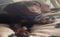 Miniature Dachshund dogs for sale: Pra clear mini dachshund pups - Image 12