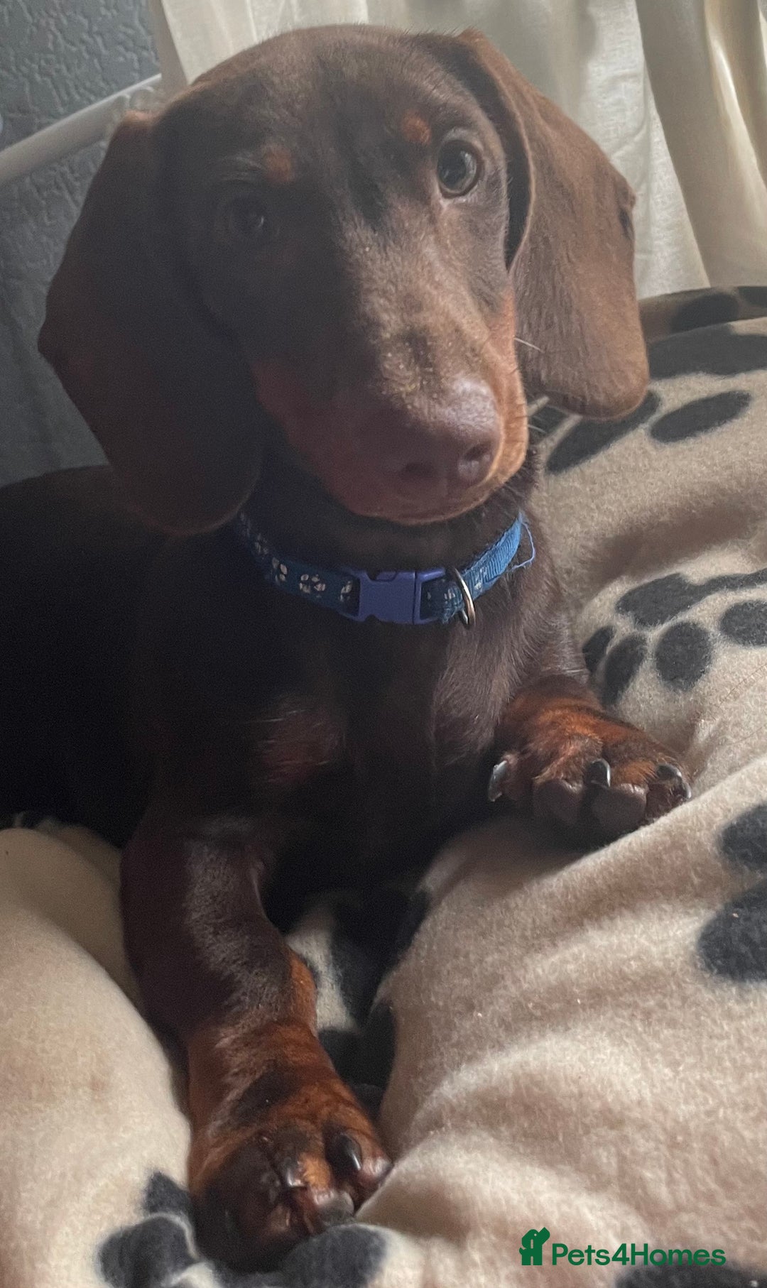Miniature Dachshund dogs for sale: Pra clear mini dachshund pups - Image 12