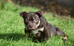American Bully dogs for sale: REDUCED last girl Quality american Pocket Bully  - Image 1