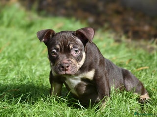American Bully dogs - Advert 9