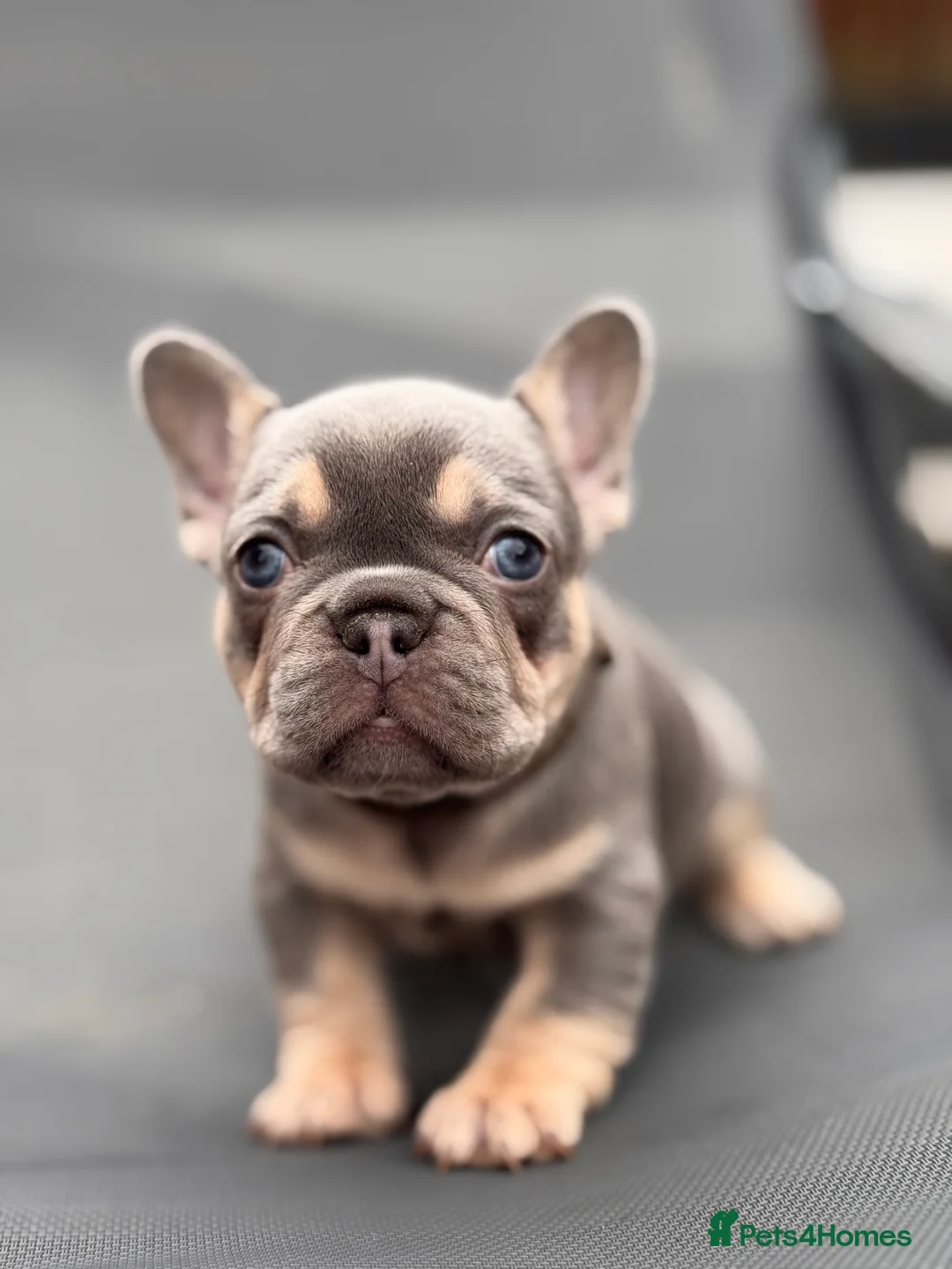 French Bulldog dogs for stud: L4 FLUFFY STUD - LILAC & TAN in Consett - Advert 5