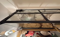 Rat Snake reptiles for sale: Yellow/ Eastern Rat Snake - Image 8