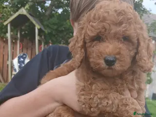 Labradoodle dogs Miniature Boy Labradoodle Puppies – Ready to Leave - Advert 4