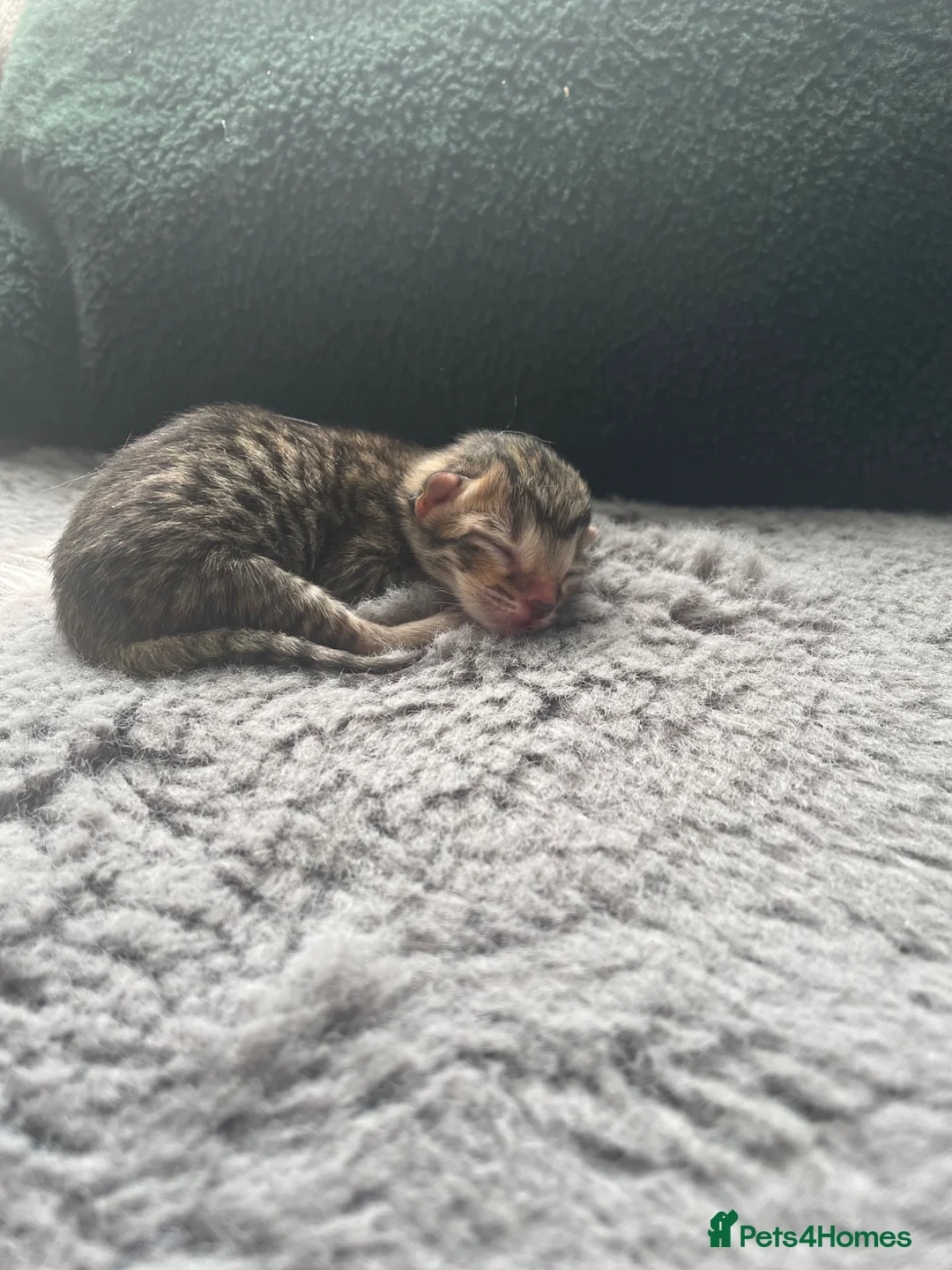 Mixed Breed cats for sale: F5 savanna x muted tortoiseshell oriental kittens - Advert 2