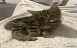 European cats for sale: Little Tabby Boy Looking for His Forever Home❤️ - Advert 2