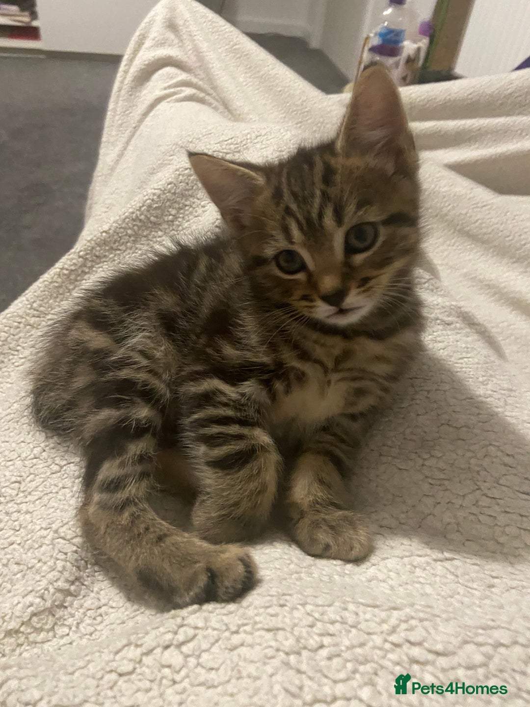 European cats for sale: Little Tabby Boy Looking for His Forever Home❤️ - Advert 2