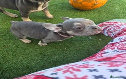 French Bulldog dogs for sale: 6 beautiful French bulldog puppys - Image 13