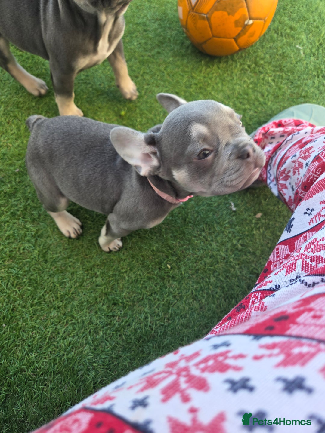 French Bulldog dogs for sale: 6 beautiful French bulldog puppys - Image 13
