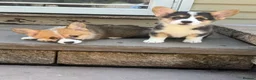 Welsh Corgi Pembroke dogs for sale: Qualifed Pembroke Welsh Corgi puppies in Liverpool - Advert 4