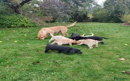 Labrador Retriever dogs for sale: Labrador pups for sale  - Image 3