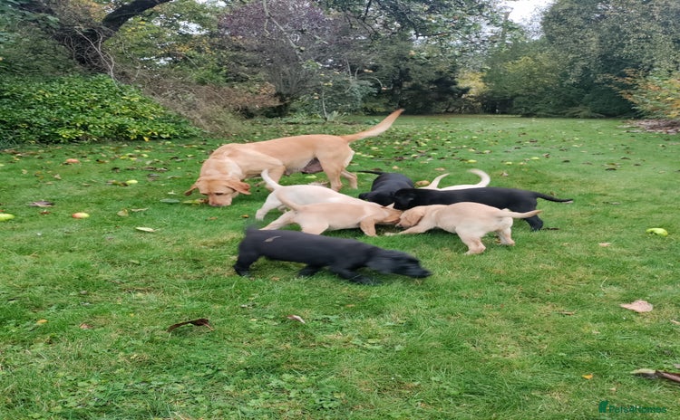 Labrador Retriever dogs - Advert 12