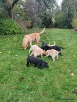 Labrador Retriever dogs - Advert 7