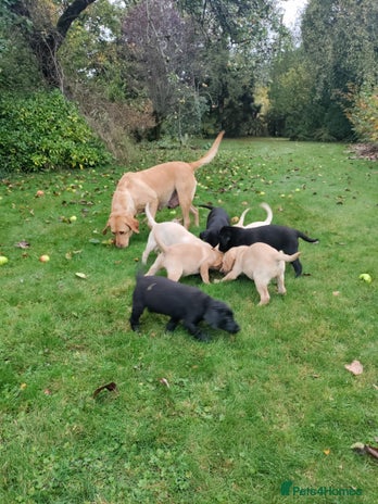 Labrador Retriever dogs - Advert 1