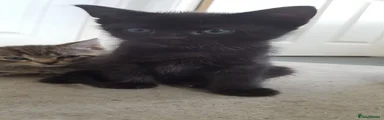 Domestic Shorthair 2