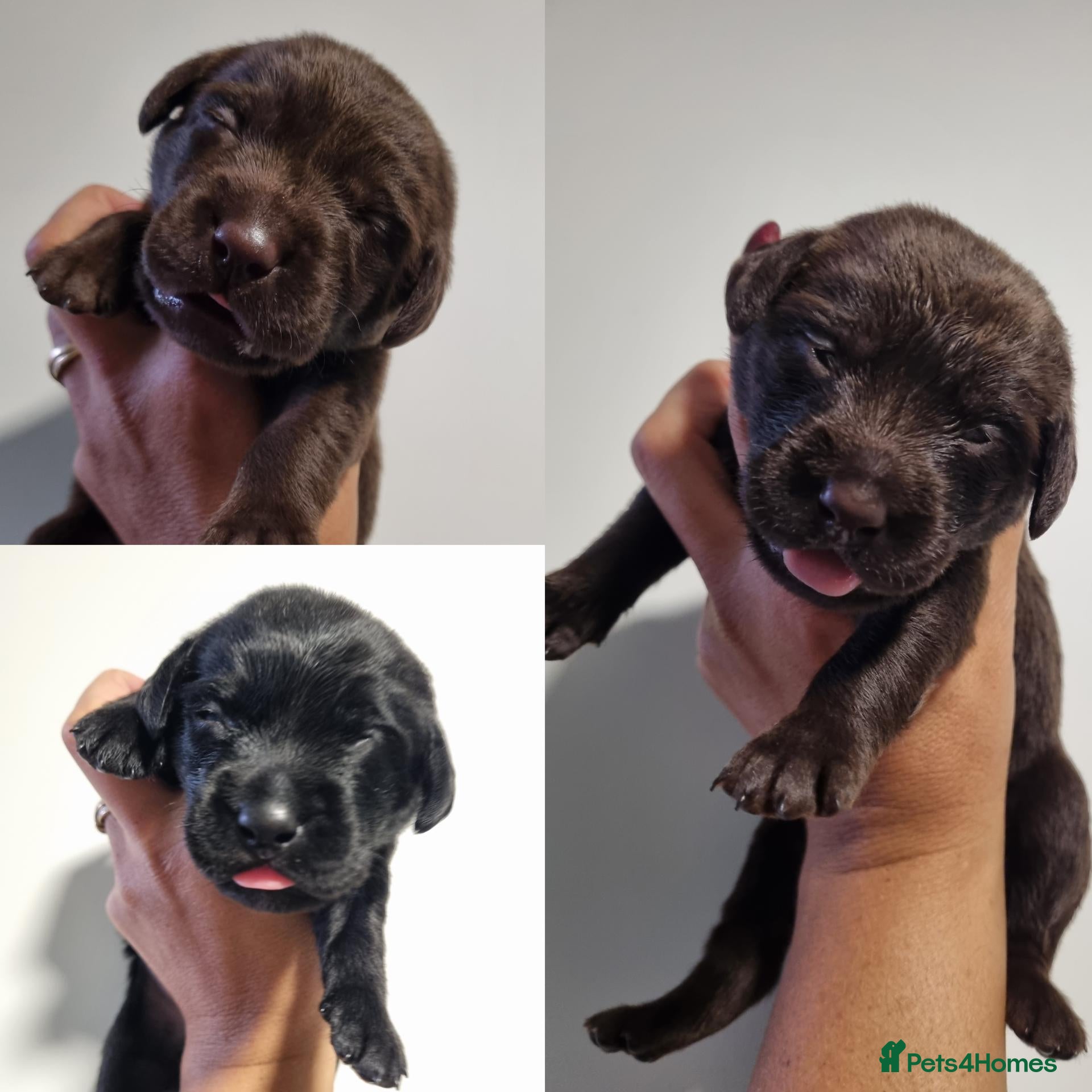 Labrador Retriever dogs  BEAUTIFUL PUPPIES FROM FULLY HEALTHTESTED PARENTS - Advert 6