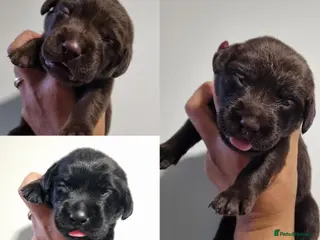 Labrador Retriever dogs BEAUTIFUL PUPPIES FROM FULLY HEALTHTESTED PARENTS - Advert 6