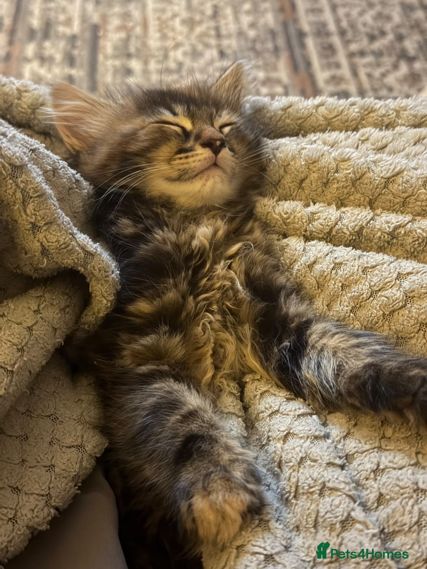 Mixed Breed cats Beautiful Fluffy Boy & Tabby Girl Kittens  - Advert 1