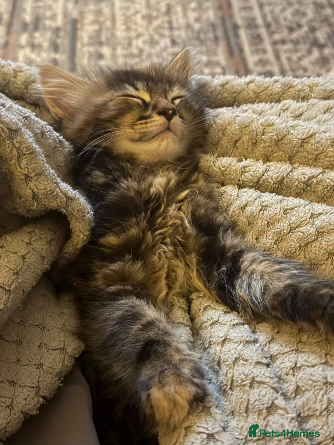 Mixed Breed cats for sale: Beautiful Fluffy Boy & Tabby Girl Kittens  - Advert 1