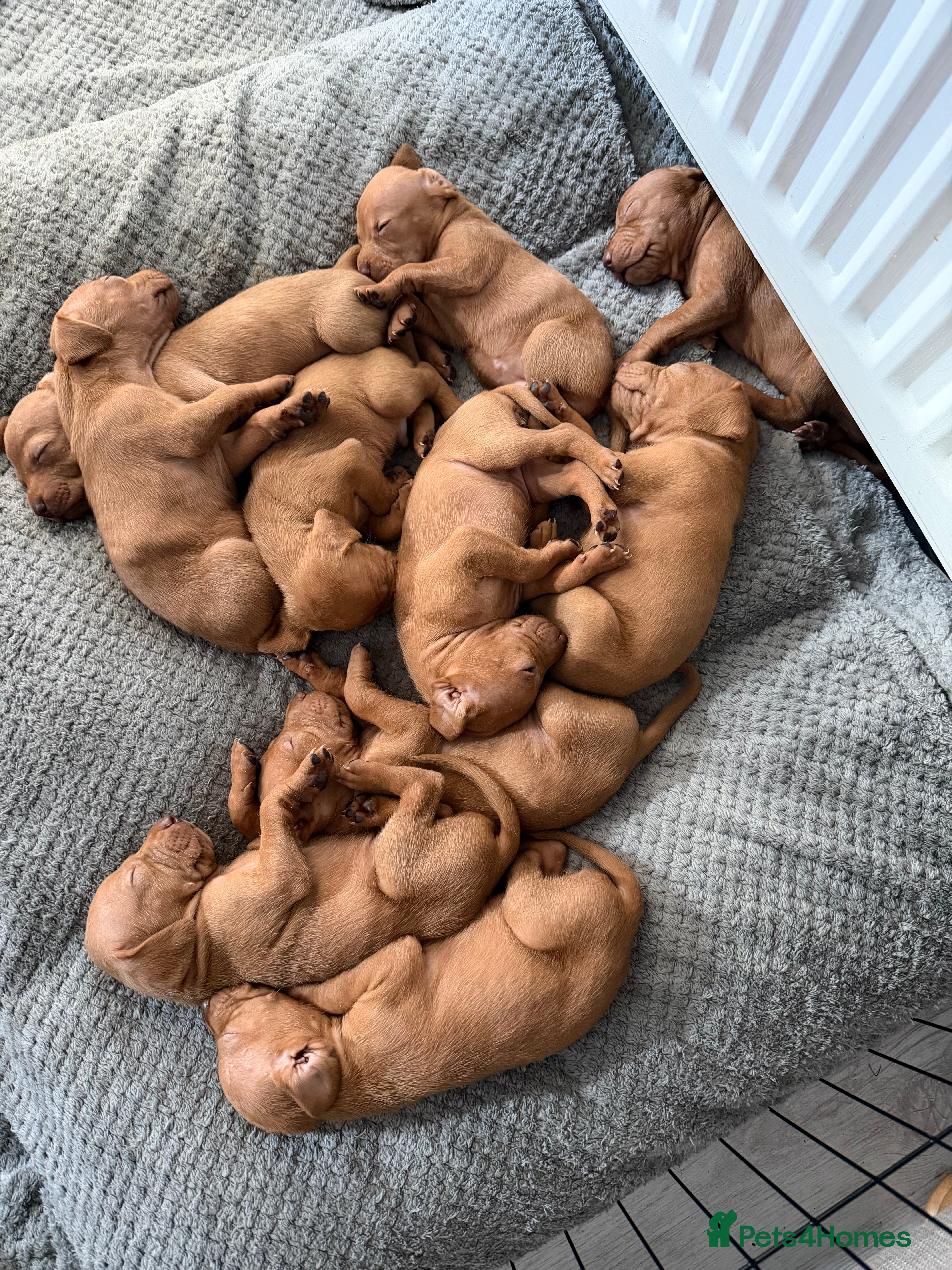 Hungarian Vizsla dogs 9 Vizsla Puppies for Sale - Advert 4