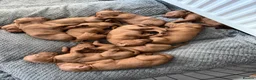 Hungarian Vizsla dogs for sale: 9 Vizsla Puppies for Sale - Advert 9