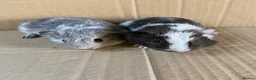 Guinea Pig rodents for sale: Baby Male Guinea Pigs - Advert 2