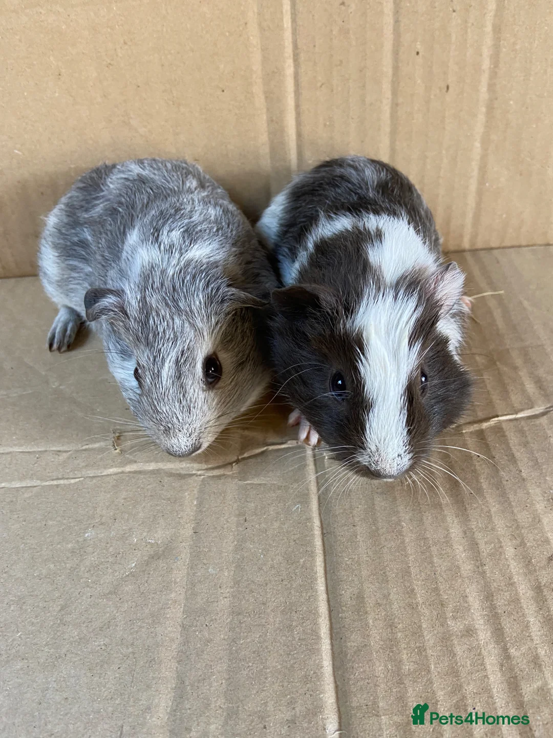 Guinea Pig rodents for sale: Baby Male Guinea Pigs - Advert 2